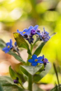 Forget-me-not flowers Forget-me-not flowers